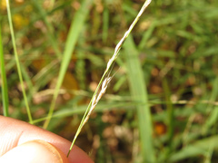 Muhlenbergia sylvatica