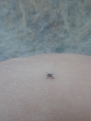 Lipoptena depressa