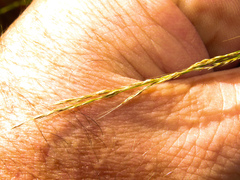 Muhlenbergia sylvatica