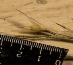 Muhlenbergia sylvatica