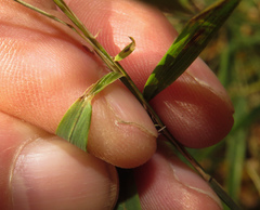 Muhlenbergia sylvatica