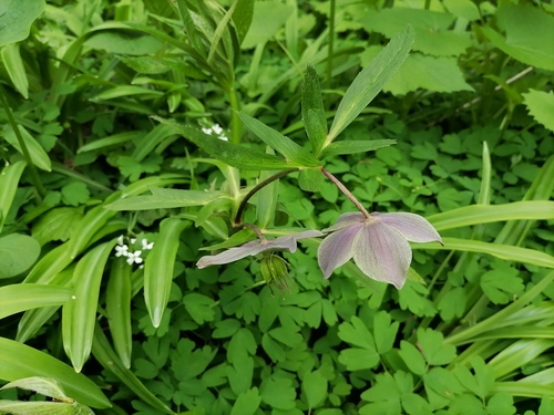 Наблюдение на iNaturalist