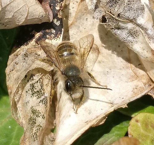 Horn-faced Mason Bee photo 3