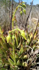 Cotyledon campanulata