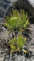 Cotyledon campanulata