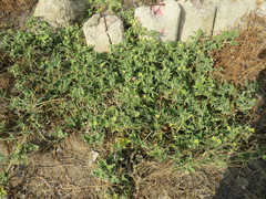 Ecballium elaterium
