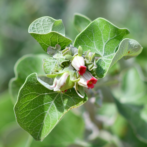 Ashy Jatropha