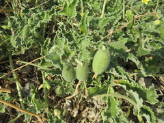 Ecballium elaterium