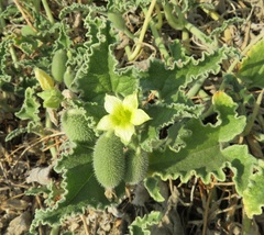 Ecballium elaterium