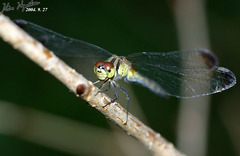 Sympetrum infuscatum