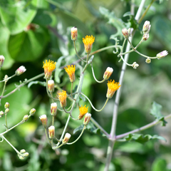 Bebbia atriplicifolia