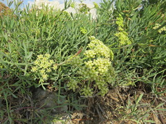 Crithmum maritimum
