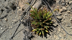 Cotyledon campanulata