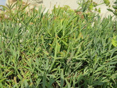Crithmum maritimum