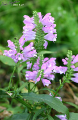 Physostegia