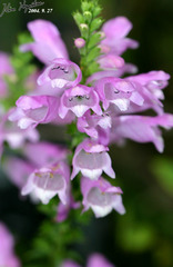 Physostegia