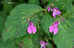 Impatiens textorii