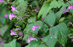 Impatiens textorii