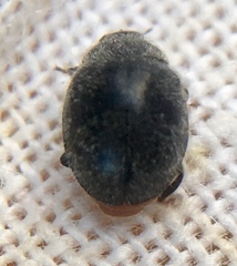 Rhyzobius forestieri