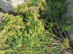 Crithmum maritimum