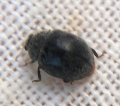 Rhyzobius forestieri