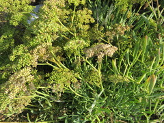 Crithmum maritimum