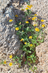 Melampodium sinuatum