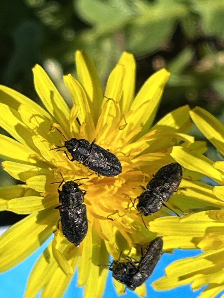 Dandelion Anthaxia Beetle