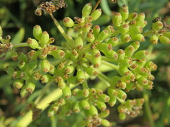Crithmum maritimum