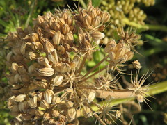 Crithmum maritimum