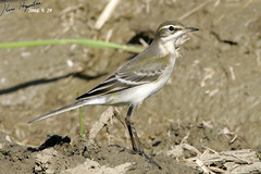 Motacilla