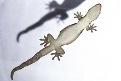 Lepidodactylus lugubris