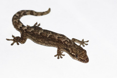 Lepidodactylus lugubris