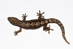 Lepidodactylus lugubris