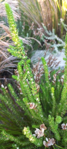 Image of Cliffortia subsetacea by (c) Adele SL, some rights reserved (CC BY)