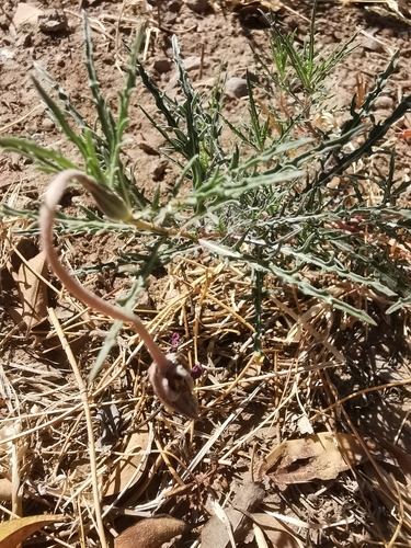 Havard's evening primrose (Oenothera havardii)