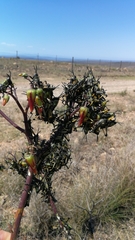 Phymateus