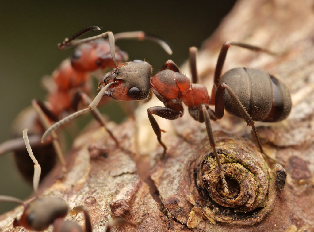 Hairy Wood Ant