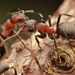 Hairy Wood Ant - Photo no rights reserved, uploaded by Philipp Hoenle