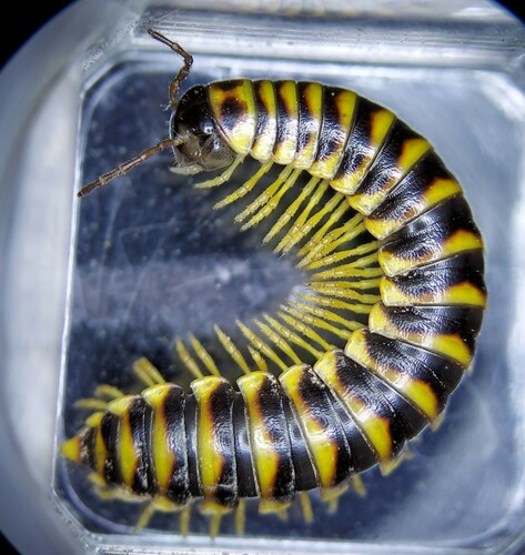 Traveling Cherry Millipede photo 4
