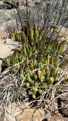 Cotyledon campanulata