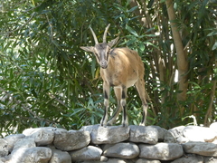 Capra hircus cretica