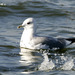 Kamchatka Gull - Photo (c) Kim, Hyun-tae, some rights reserved (CC BY), uploaded by Kim, Hyun-tae