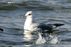 Kamchatka Gull - Photo (c) Kim, Hyun-tae, some rights reserved (CC BY), uploaded by Kim, Hyun-tae