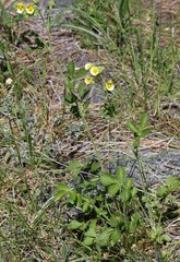 Drymocallis convallaria