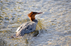 Mergus merganser