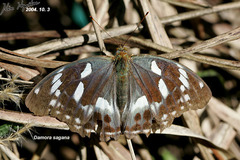 Argynnis sagana