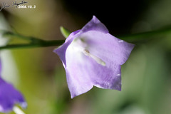 Adenophora triphylla