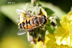 Eristalis cerealis
