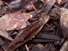 Cryptomarasmius corbariensis